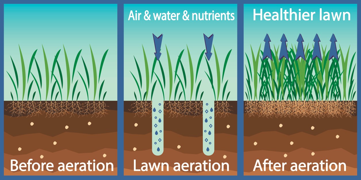 Professional lawn aeration services