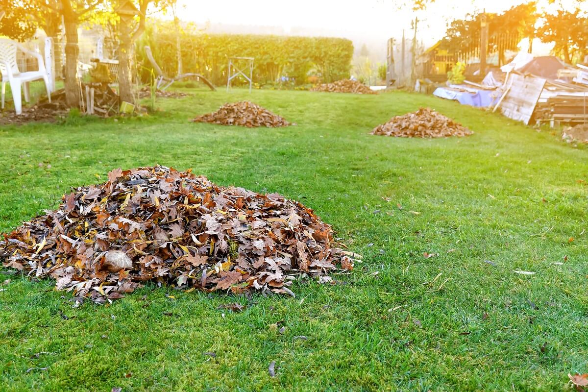 Lawn debris removal services