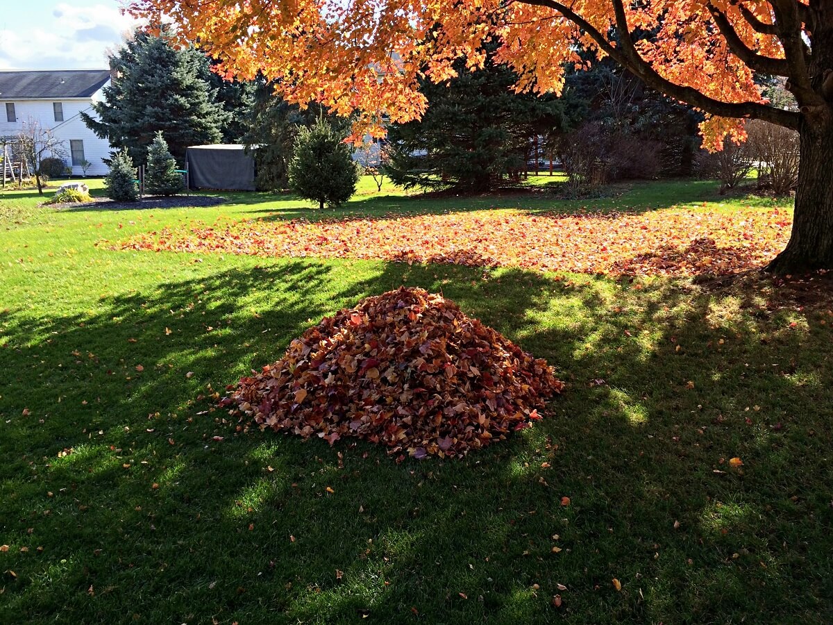 Lawn debris removal services